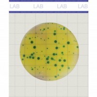 美正生物Premium系列乳酸菌測試片