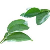柚子葉提取物