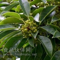 鐵冬青提取物