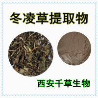 雪花草提取物雪花草濃縮浸膏粉