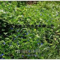 鴨跖草提取物