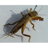 螻蛄提取物