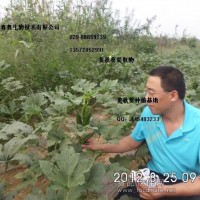 中草藥植物提取物