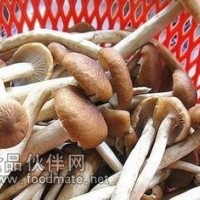 茶樹菇提取物