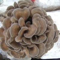 灰樹花提取物 舞茸提取物 灰樹花濃縮粉