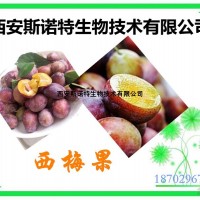 西梅果速溶粉 西梅果粉 廠家現貨