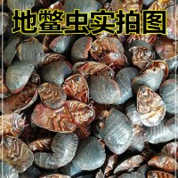 土鱉提取物 供應動植物提取物粉