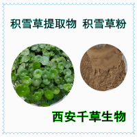 積雪草提取物粉供應植物提取物 馬蹄草流浸膏顆粒