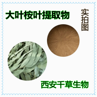 水溶性大葉桉葉提取物桉葉浸膏粉 供應多規格桉葉濃縮原液