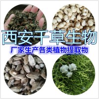 山茶提取物 山茶濃縮粉 西安千草生物廠家生產山茶浸膏粉
