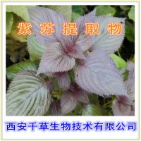 紫蘇提取物 供應(yīng)植物提取物 定制濃縮浸膏干膏顆粒