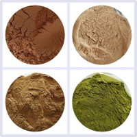 千針草提取物藥食同源供應植物提取物千針草濃縮粉