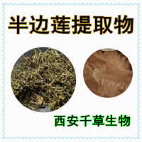 半邊蓮濃縮粉 供應定制植物提取物細米草濃縮浸膏
