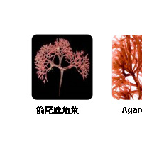 卡拉膠