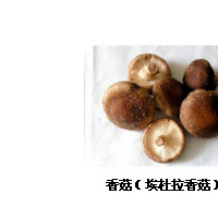 香菇多糖Elicityl惠誠(chéng)生物優(yōu)勢(shì)供應(yīng)