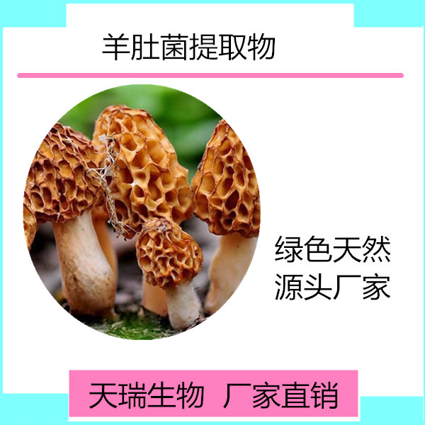 羊肚菌_副本
