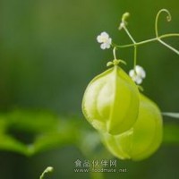 倒地鈴提取物 倒地鈴粉