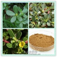 馬齒莧粉 馬齒莧提取物價格功