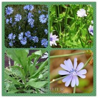 菊苣粉 菊苣提取物 菊苣浸膏