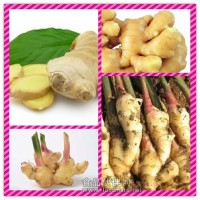 生姜粉 生姜提取物 生姜價格
