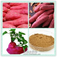紅薯提取物粉 紅薯浸膏價格
