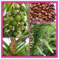 砂仁粉 砂仁提取物 砂仁價格