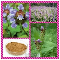 夏谷草提取物 夏谷草濃縮粉