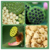 蓮子濃縮粉
