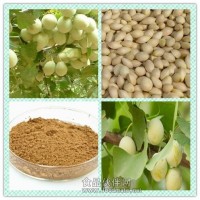 白果提取物 白果粉