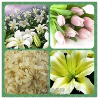 百合濃縮粉