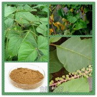 對豆葉濃縮粉 對豆葉提取物