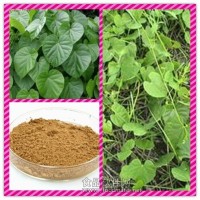 心葉青牛膽濃縮粉 心葉青牛膽提取物