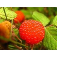 樹莓提取物