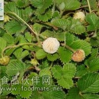 草莓葉提取物