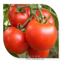 西紅柿粉 西紅柿噴霧干燥粉飲料食品添加劑