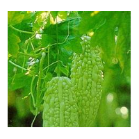 苦瓜粉 苦瓜速溶粉 苦瓜甙廠家