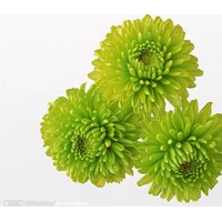 菊花粉 菊花速溶粉食品級原料粉