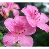 杜鵑花提取物粉 杜鵑花濃縮粉