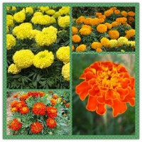 萬壽菊提取物粉 玉米黃質20% HPLC