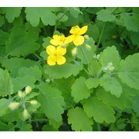 白屈菜提取物粉 白屈菜濃縮粉 白屈菜堿