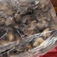 椴木香菇供應批發廠家-選擇聊一下更精彩