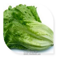 生菜粉 生菜噴霧干燥粉飲料食品添加劑