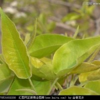 梨樹葉提取物