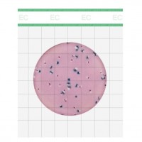 Premium系列大腸菌群/大腸埃希氏菌測試片