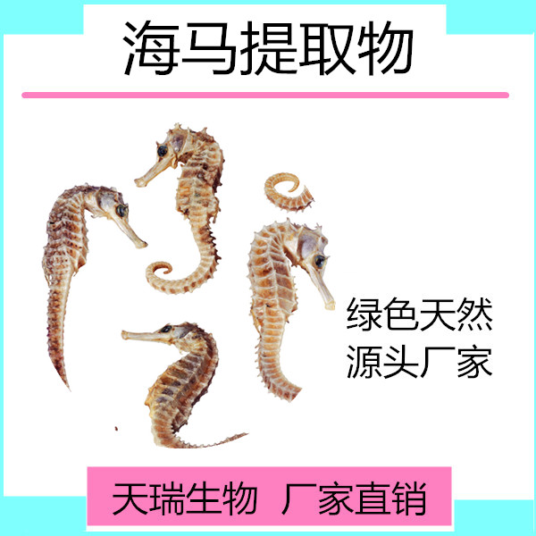 海馬_副本