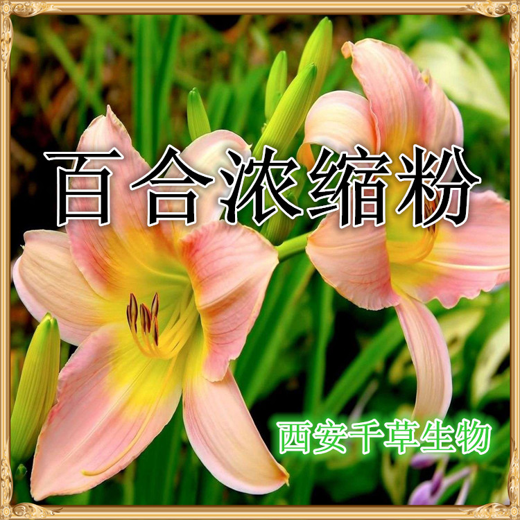 百合濃縮粉