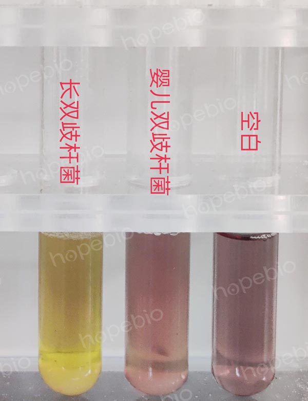 不同細(xì)菌在雙歧桿菌生化試驗(yàn)培養(yǎng)基上的生長特征